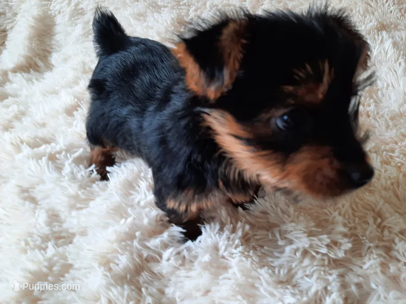 MOLLY – Yorkshire Terrier puppy for sale in Locust Grove, GA