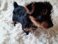 MOLLY, a female Yorkshire Terrier for sale in Locust Grove, GA – 1 of 10