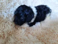 PRINCE, a male Poodle - Toy  for sale in Locust Grove, GA – 8 of 10