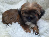 LADY, a female Yorkshire Terrier for sale in Locust Grove, GA – 4 of 10