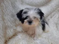 CANDY CANE, a female Shih Tzu for sale in Locust Grove, GA – 10 of 10