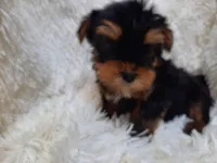 REMEO, a male Yorkshire Terrier for sale in Locust Grove, GA – Photo 6 of 10