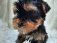 REMEO, a male Yorkshire Terrier for sale in Locust Grove, GA – Photo 3 of 10