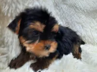 REMEO, a male Yorkshire Terrier for sale in Locust Grove, GA – Photo 10 of 10