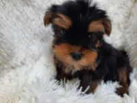 REMEO, a male Yorkshire Terrier for sale in Locust Grove, GA – Photo 7 of 10