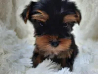 REMEO, a male Yorkshire Terrier for sale in Locust Grove, GA – Photo 2 of 10