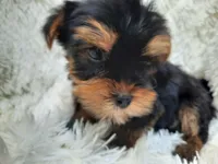 REMEO, a male Yorkshire Terrier for sale in Locust Grove, GA – Photo 9 of 10