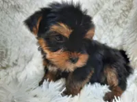 REMEO, a male Yorkshire Terrier for sale in Locust Grove, GA – Photo 8 of 10