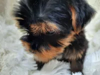 REMEO, a male Yorkshire Terrier for sale in Locust Grove, GA – Photo 4 of 10