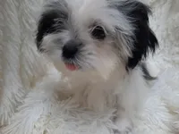 CANDY CANE, a female Shih Tzu for sale in Locust Grove, GA – 6 of 9