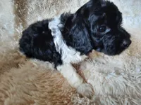 TIGER, a male Poodle - Toy  for sale in Locust Grove, GA – 7 of 10