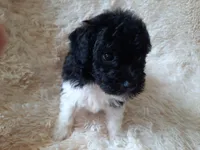 TEDDY BEAR , a male Poodle - Toy  for sale in Locust Grove, GA – 3 of 8