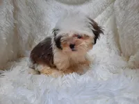 CANDY, a female Shih Tzu for sale in Locust Grove, GA – 4 of 10