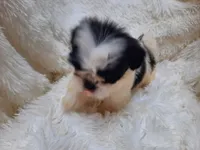TUFFIE , a male Shih Tzu for sale in Locust Grove, GA – 10 of 10