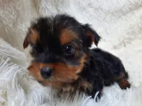 TEDDY BEAR , a male Yorkshire Terrier for sale in Locust Grove, GA – 3 of 7