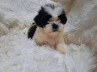 TUFFIE , a male Shih Tzu for sale in Locust Grove, GA – 8 of 10