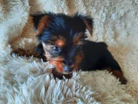 MOLLY, a female Yorkshire Terrier for sale in Locust Grove, GA – 3 of 10