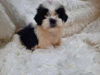 TUFFIE , a male Shih Tzu for sale in Locust Grove, GA – 3 of 10