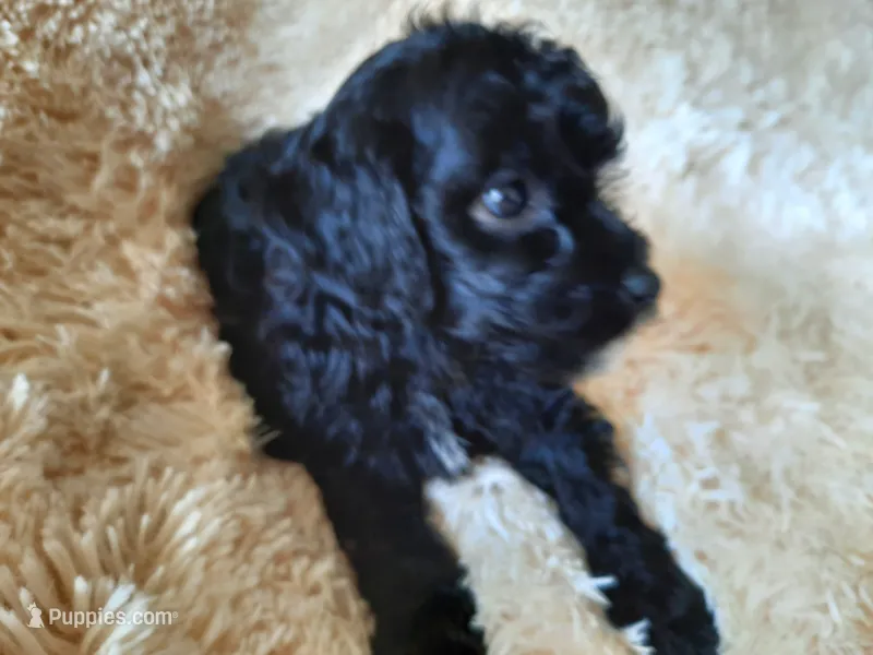 CHOCOLATE  – Poodle - Toy  puppy for sale in Locust Grove, GA