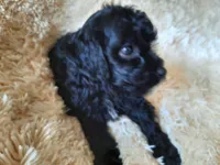 CHOCOLATE , a male Poodle - Toy  for sale in Locust Grove, GA – 1 of 8