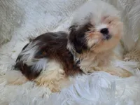 CANDY, a female Shih Tzu for sale in Locust Grove, GA – 7 of 10
