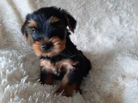 REMEO , a male Yorkshire Terrier for sale in Locust Grove, GA – 4 of 10