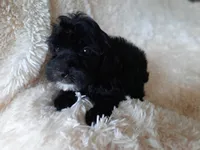 COCO, a male Poodle - Toy  for sale in Locust Grove, GA – 4 of 10