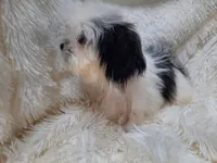CANDY CANE, a female Shih Tzu for sale in Locust Grove, GA – 7 of 10