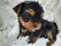 RUSTY, a male Yorkshire Terrier for sale in Locust Grove, GA – 3 of 4