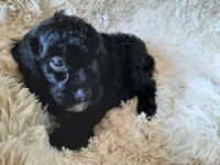 PRINCESS , a female Poodle - Toy  for sale in Locust Grove, GA – 10 of 10
