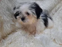 CANDY CANE, a female Shih Tzu for sale in Locust Grove, GA – 9 of 10