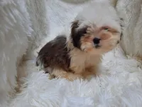 CANDY, a female Shih Tzu for sale in Locust Grove, GA – 3 of 10