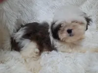 CANDY, a female Shih Tzu for sale in Locust Grove, GA – 5 of 10