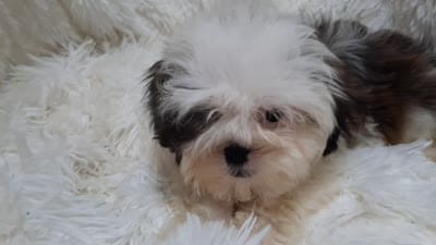 CANDY, a female Shih Tzu for sale in Locust Grove, GA – 9 of 10
