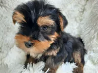 RUSTY, a male Yorkshire Terrier for sale in Locust Grove, GA – 2 of 4