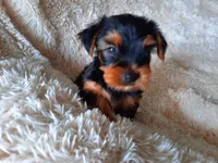 REMEO , a male Yorkshire Terrier for sale in Locust Grove, GA – 3 of 10
