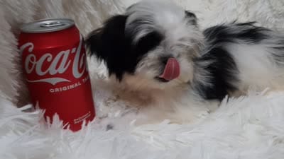 CANDY CANE, a female Shih Tzu for sale in Locust Grove, GA – 9 of 9
