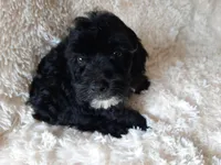 COCO, a male Poodle - Toy  for sale in Locust Grove, GA – 7 of 10