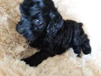 CHOCOLATE , a male Poodle - Toy  for sale in Locust Grove, GA – 2 of 8