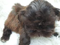 CANDY, a female Shih Tzu for sale in Stockbridge, GA – Photo 5 of 10