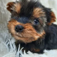 CANDY, a female Yorkshire Terrier for sale in Locust Grove, GA – Photo 3 of 4