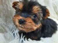 CANDY, a female Yorkshire Terrier for sale in Stockbridge, GA – Photo 4 of 4