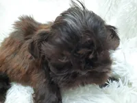 CANDY, a female Shih Tzu for sale in Stockbridge, GA – Photo 3 of 10