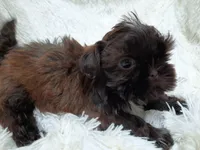 CANDY, a female Shih Tzu for sale in Stockbridge, GA – Photo 2 of 10