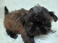 CANDY, a female Shih Tzu for sale in Stockbridge, GA – Photo 8 of 10