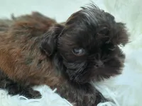 CANDY, a female Shih Tzu for sale in Stockbridge, GA – Photo 10 of 10