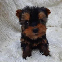 CANDY, a female Yorkshire Terrier for sale in Locust Grove, GA – Photo 2 of 4