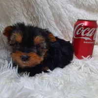 CANDY, a female Yorkshire Terrier for sale in Locust Grove, GA – Photo 1 of 4
