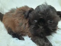 CANDY, a female Shih Tzu for sale in Stockbridge, GA – Photo 9 of 10