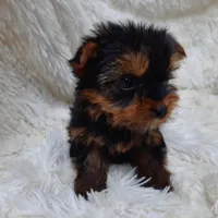 CANDY, a female Yorkshire Terrier for sale in Locust Grove, GA – Photo 4 of 4